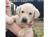 PoulaTo: Labrador retriever